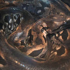 Madagascar ground boa (Acrantophis madagascariensis)