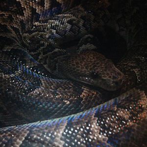 Cuban boa (Chilabothrus angulifer)