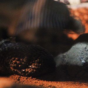Mexican beaded lizard (Heloderma horridum)