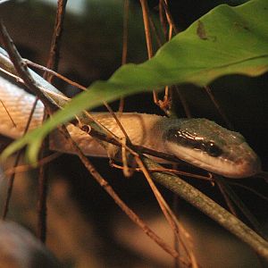 Cave dwelling rat snake (Elaphe taeniura ridleyi)