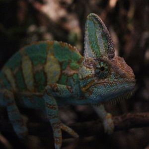 Veiled chameleon (Chamaeleo calyptratus calyptratus)