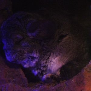 Long-tailed chinchilla (Chinchilla lanigera)