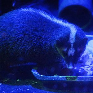 Javan ferret-badger (Melogale orientalis orientalis)