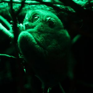 Bornean tarsier (Cephalopachus bancanus borneanus)