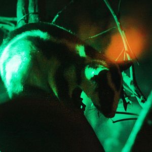 Striped possum  (Dactylopsila trivirgata trivirgata)