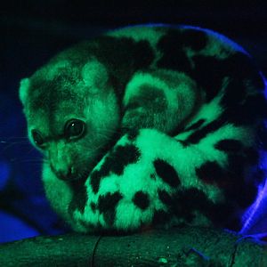 Maluku spotted cuscus (Spilocuscus maculatus chrysorrhous)