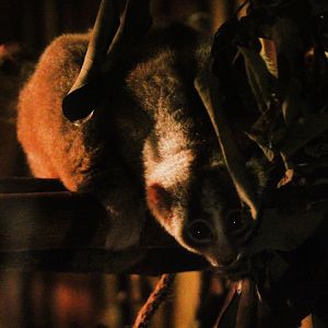 Javan slow loris (Nycticebus javanicus)