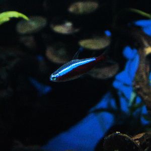 Cardinal tetra (Paracheirodon axelrodi)
