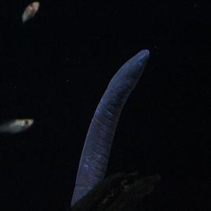 Rio Rauca caecilian (Typhlonectes natans)