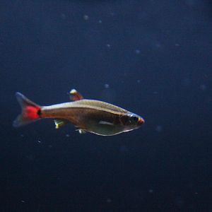 White Cloud Mountain minnow (Tanichthys albonubes)