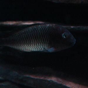 'Blue rainbow' blunthead cichlid (Tropheus moorii sp. chaitika)