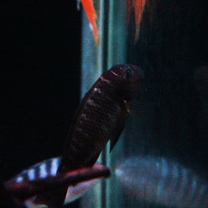 'Fire cracker' blunthead cichlid (Tropheus moorii sp. moliro)