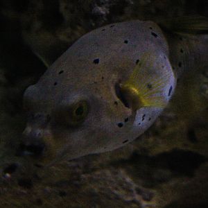 Blackspotted puffer (Arothron nigropunctatus)