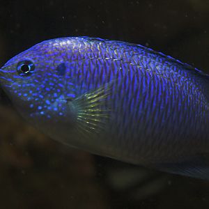 Peacock damsel (Pomacentrus pavo)