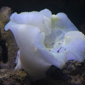 Haddon's sea anemone (Stichodactyla haddoni)