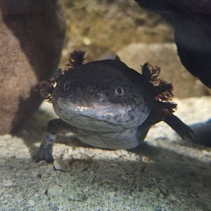 Axolotl
