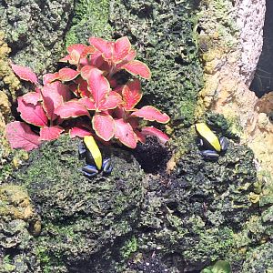 Blue-legged Mantellas