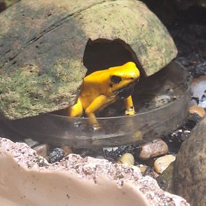 Golden Poison Dart Frog