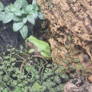 Andean Marsupial Tree Frog