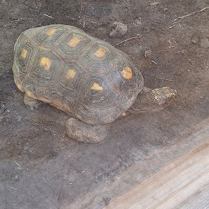 Red-footed Tortoise