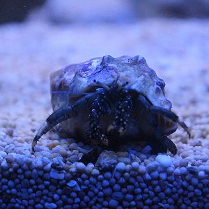 Yellow-footed hermit crab (Clibanarius virescens)