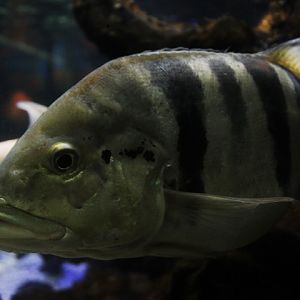 Blue peacock bass (Cichla piquiti)