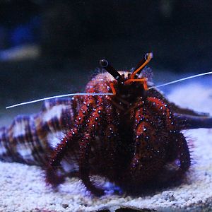 White-spotted hermit crab (Dardanus megistos)