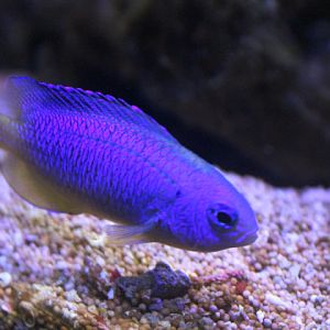 Neon damsel (Pomacentrus coelestis)