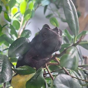 Oustalet's Chameleon