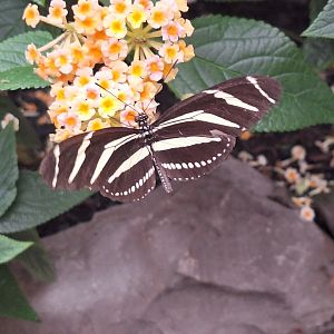Zebra Longwing
