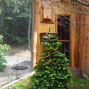 New little owl aviary