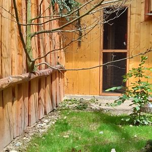 New aviary for red-billed blue magpies and Mrs. Hume's pheasant