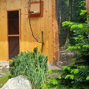 New aviary for red-billed blue magpies and Mrs. Hume's pheasant