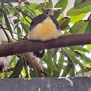 Cinnamon Ground Dove