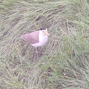 Masked Lapwing