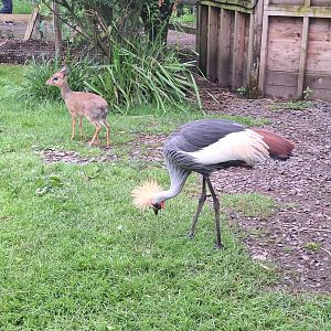 Grey Crowned Crane and Kirk's Dik-Dik
