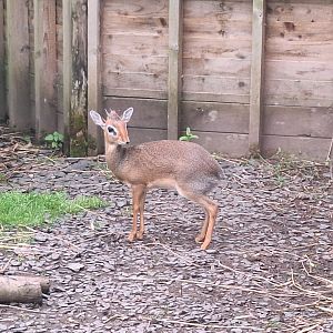 Kirk's Dik-Dik