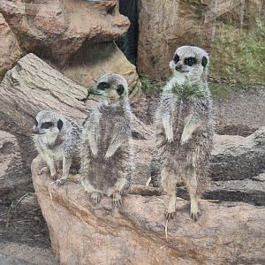 Meerkat