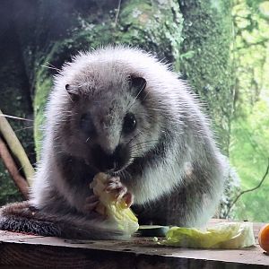 Northern Luzon Giant Cloud Rat