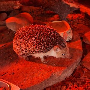 Long-eared Hedgehog
