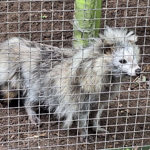 Simon the Raccoon Dog