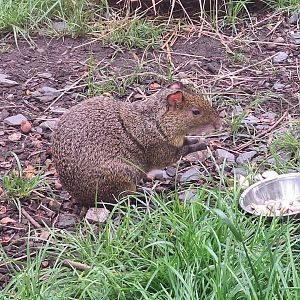 Azara's Agouti