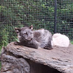 Arctic Fox
