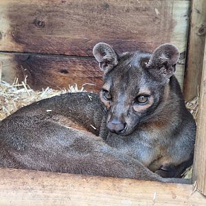 Mango the Fossa