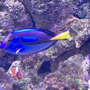 Regal Tang