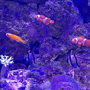 Clownfish, Sea Goldie and Banggai Cardinalfish