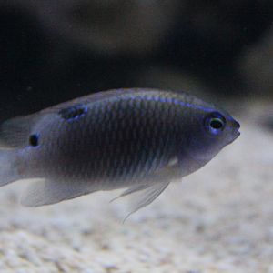 Three-spot damsel (Pomacentrus tripunctatus)