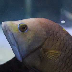 Sling-jaw wrasse (Epibulus insidiator)