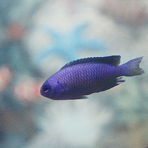 Yellow-tailed damsel (Neopomacentrus azysron)