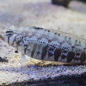 Cylindrical sandperch (Parapercis cylindrica)